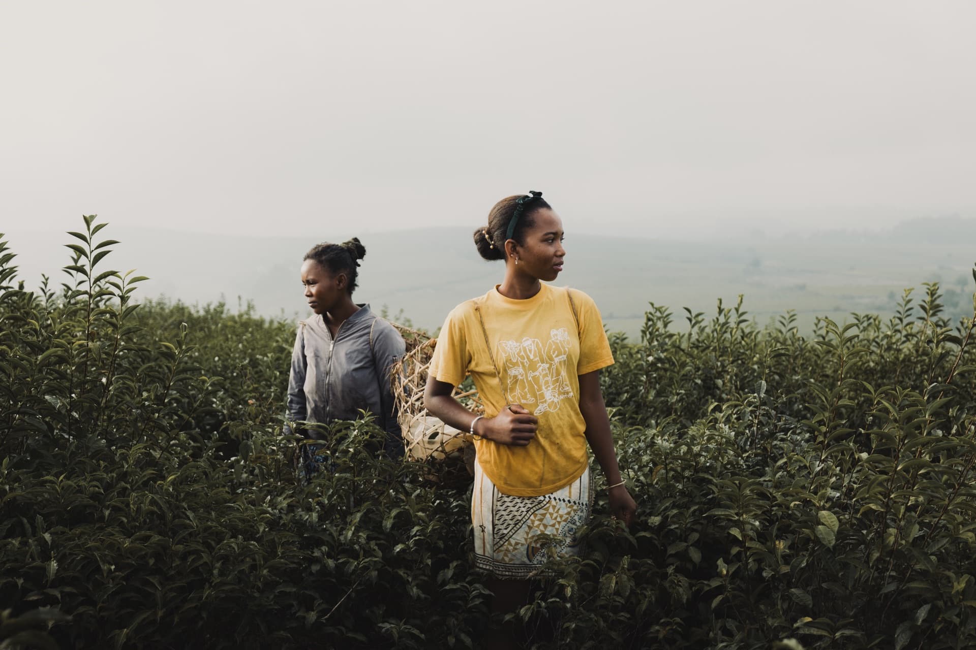 Cueilleuses dans la plantation de thé de Sahambavy