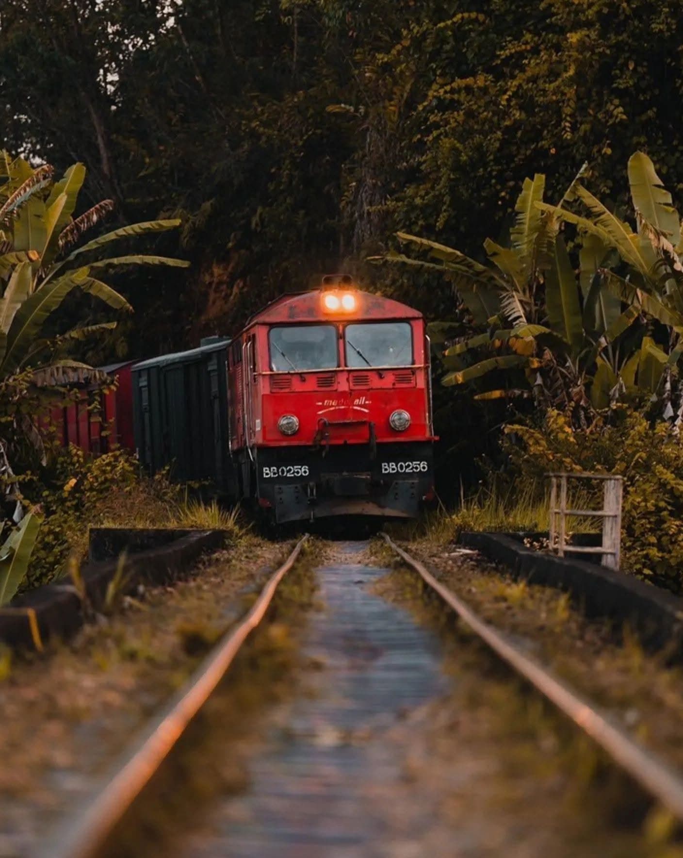 Locomotive rouge sortant de la forêt entre les bananiers